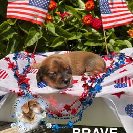 Brave - Red male Dachshund puppy in Clarksdale, Mississippi from Bo Didley's Doxies