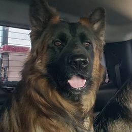 Micaiah - German Shepherd