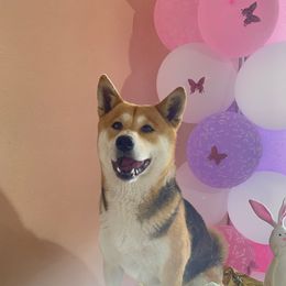 Zeus - Shiba Inu