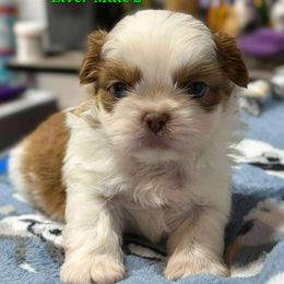 Liver and White Boy 2 - Liver and white male Shih Tzu puppy in Tenino, Washington from Dolled Up Pup