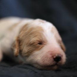 Goldendoodle Puppies from Moore Mini Goldendoodles to Love