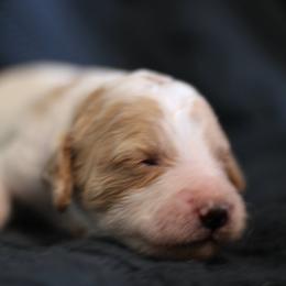 Goldendoodle Puppies from Moore Mini Goldendoodles to Love