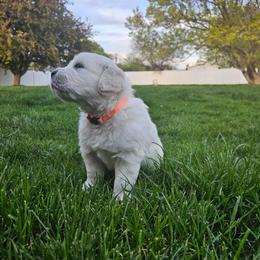 Mr Orange - Light golden male Golden Retriever puppy in Grand Island, Nebraska from Loseke Family Retrievers
