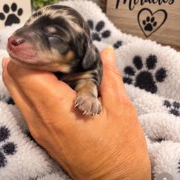 Dapple Boy 2 - Dapple male Dachshund puppy in Michigan from Amberly's Dachshunds