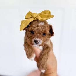 Serrano- yellow bow girl - Red female Cavapoo puppy in Melbourne, Florida from Space Coast Doodle Co.
