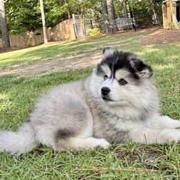 Girl 1 - female Pomsky puppy in Fuquay Varina, North Carolina from Raleigh Pomskies