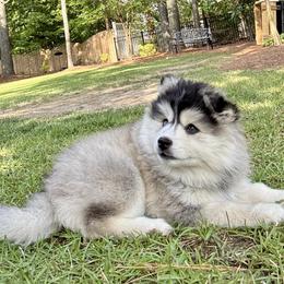 Girl 1 - female Pomsky puppy in Fuquay Varina, North Carolina from Raleigh Pomskies