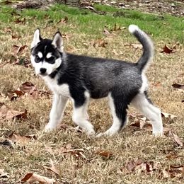 Boy 1 - Black and white Siberian Husky puppy in Atlanta, Georgia from Halo Siberians & Shiba Inu