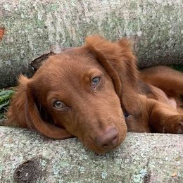 Dachshunds from R&Ds Darling Doxies