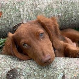 Dachshunds from R&Ds Darling Doxies