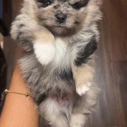 Miracle - Blue merle male Pomeranian puppy in Long Island, New York from Minipaws kennel