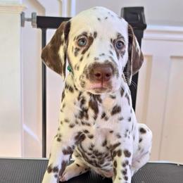 Dalmatian Puppies from Spotted Theory