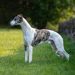 EJ - Whippet