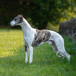 EJ - Whippet