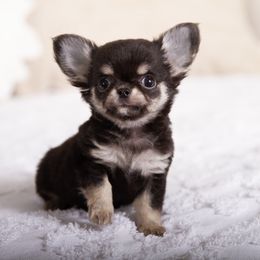 Gaston - Black and tan male Chihuahua puppy in Orlando, Florida from Destiny Chihuahuas