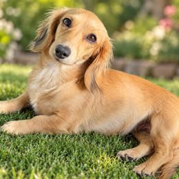 Daisy - Dachshund