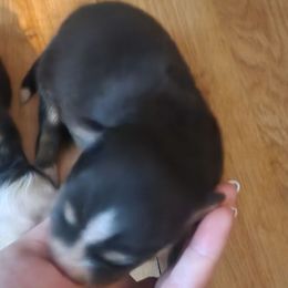 Ivy - Black and white female Pomsky puppy in Michigan from Our Pomsky Yard
