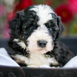 Hendrix - Black and white male Aussiedoodle puppy in Crete, Nebraska from Doodles & Co
