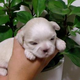 Assorted Doodle Crosses, Shihpoo, and Shih Tzu Puppies from Curls & Paws Canines