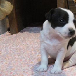 Jack Russell Terrier Puppies from Spritely Jack Russell Terriers