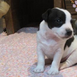 Jack Russell Terrier Puppies from Spritely Jack Russell Terriers