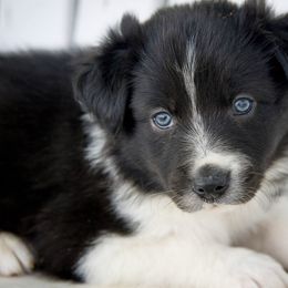 Border Collie Puppies from Shill Border Collies