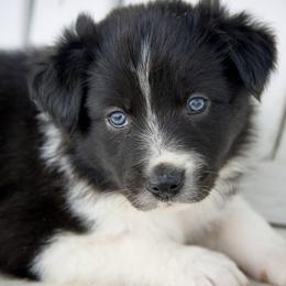 Border Collie Puppies from Shill Border Collies