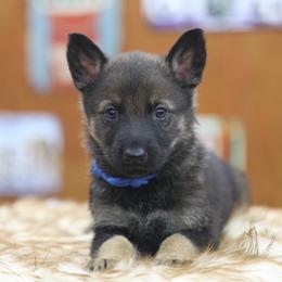 Blue collar - Sable male German Shepherd puppy in Philippi, West Virginia from Vom Haus Highlands