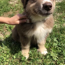 Australian Shepherd Puppies from Wagon Wheel Aussies