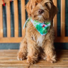 Riley - Australian Labradoodle
