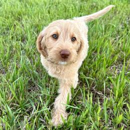 Jordy - Apricot female Labradoodle puppy in Adams, Nebraska from Boxcar Doodles and Poodles