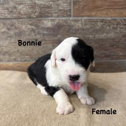 Bonnie - Gray and white female Old English Sheepdog puppy in Blackfoot, Idaho from What the Fluff Old English Sheepdog