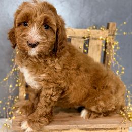 Gray - Caramel red male Australian Labradoodle puppy in Auburn, Washington from West Valley Labradoodles