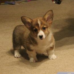 Bella - Sable female Pembroke Welsh Corgi puppy in North Manchester, Indiana from Covered Bridge Corgis
