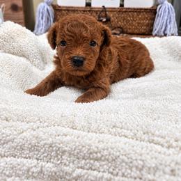 Autumn - Red  male Poodle puppy in Midway City, California from Rapture Red Poodles