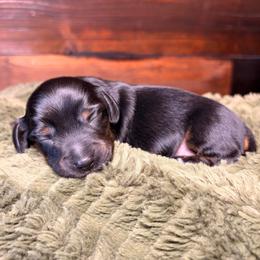 Sunny - Black and tan male Dachshund puppy in Washburn, Tennessee from Clinch Mountain Dachshunds
