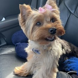 Luna - Yorkshire Terrier