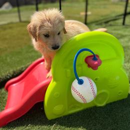 Maxine - Golden female Golden Retriever puppy in Duncan, South Carolina from Glimmer Goldens