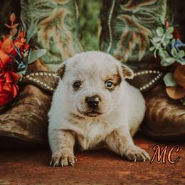 Gypsy - Red speckled female Australian Cattle Dog puppy in Waxahachie, Texas from MC Heelers
