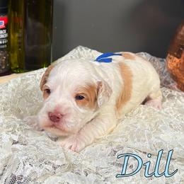Dill - Caramel male Australian Labradoodle puppy in Decatur, Alabama from Southern Meadows Doodles