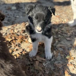 Cupid - Black male Border Collie puppy in Erwin, North Carolina from Herd That Farms