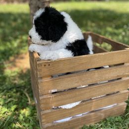 Sheepadoodle Puppies from Primrose Cottage Puppies