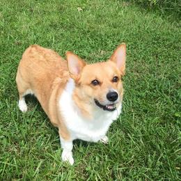 Pembroke Welsh Corgi All Grown Up from Wendy Munro
