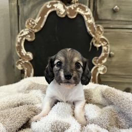 Shaded cream piebald - Cream female Dachshund puppy in Bryan, Ohio from Wysteria Hill Doxies