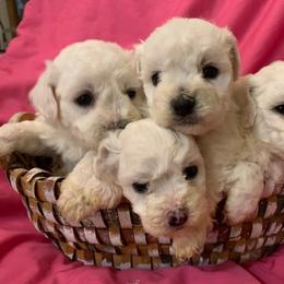 Female 3 - White female Bichon Frise puppy in Brainerd, Minnesota from ACC Ranch