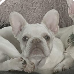 Aria - French Bulldog