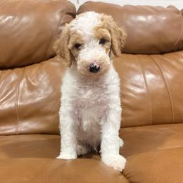 Cubby - Parti male Goldendoodle puppy in Pittsburg, Texas from Peachy Pine Goldendoodles