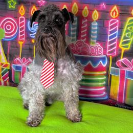 Boomer - Miniature Schnauzer