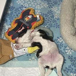 Poodle Puppies from Country Side Kennels