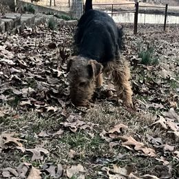 Tuck - Welsh Terrier